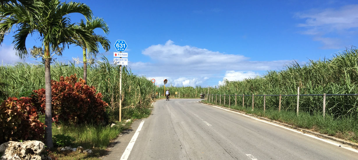 サトウキビ畑に囲まれた道路