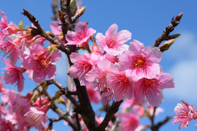 カンヒザクラ（寒緋桜） 撮影場所：琴平神社