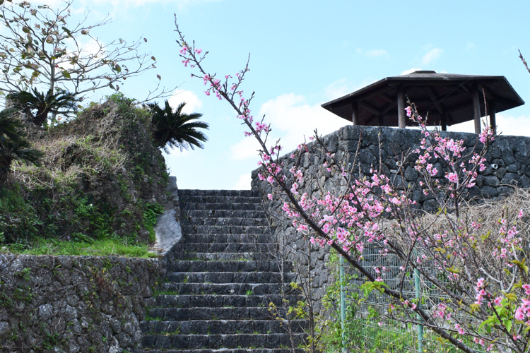 カンヒザクラ（寒緋桜） 撮影場所：琴平神社2