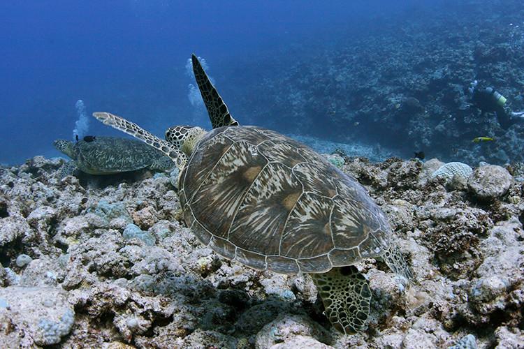 ヨロン島でウミガメに会いに行こう！特集の画像