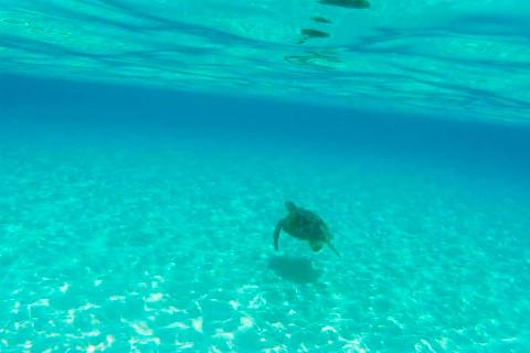 ヨロン島の海を泳ぐウミガメ01