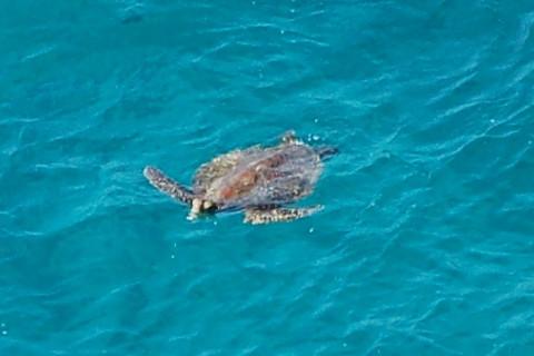 ヨロン島の海を泳ぐウミガメ02