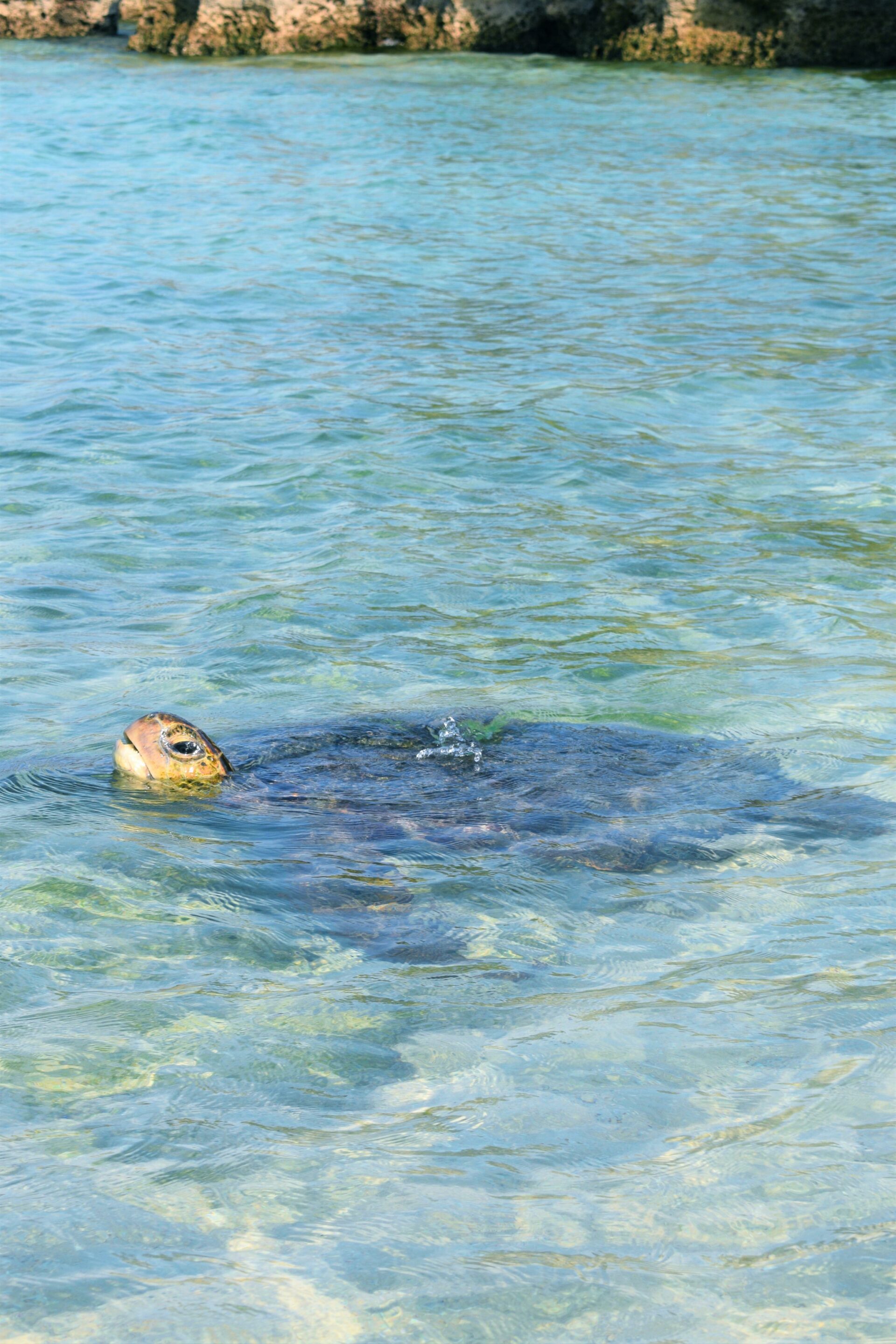 ヨロン島の息継ぎをするカメ（撮影場所：皆田海岸）の写真