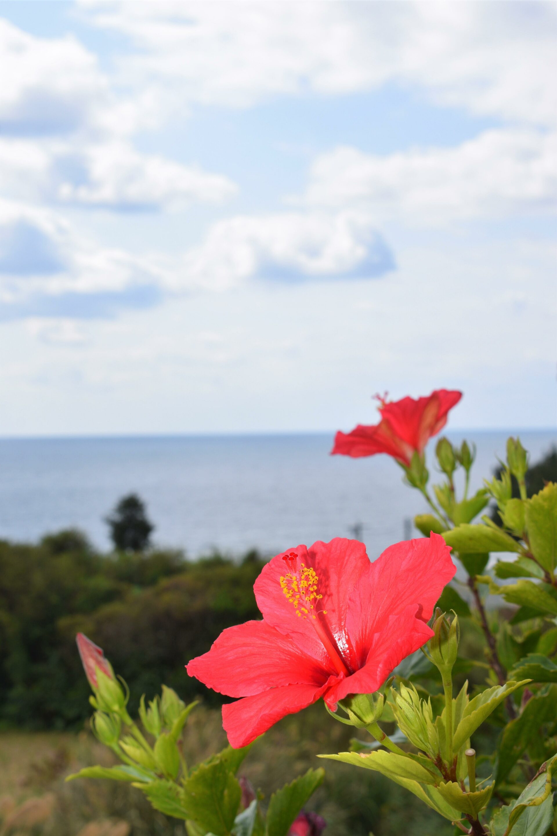 ヨロン島の赤いハイビスカス（撮影場所：前浜周辺）の写真