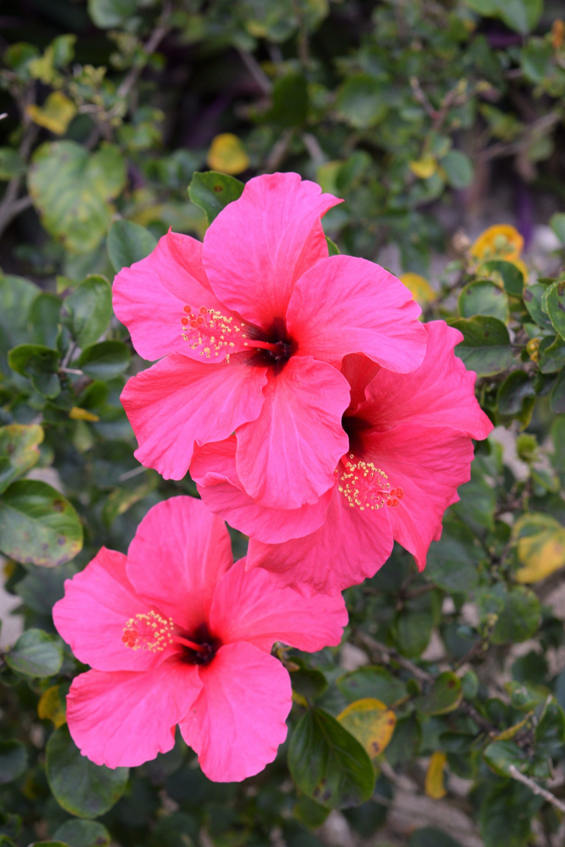 ヨロン島の濃いピンクのハイビスカス（撮影場所：大金久遊歩道）の写真